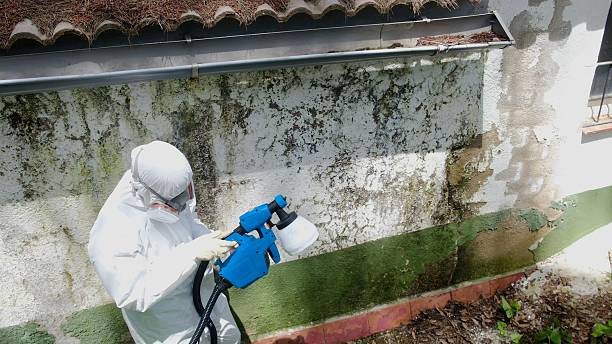 Top rated local Mold Remediation specialists in Palm Valley, FL